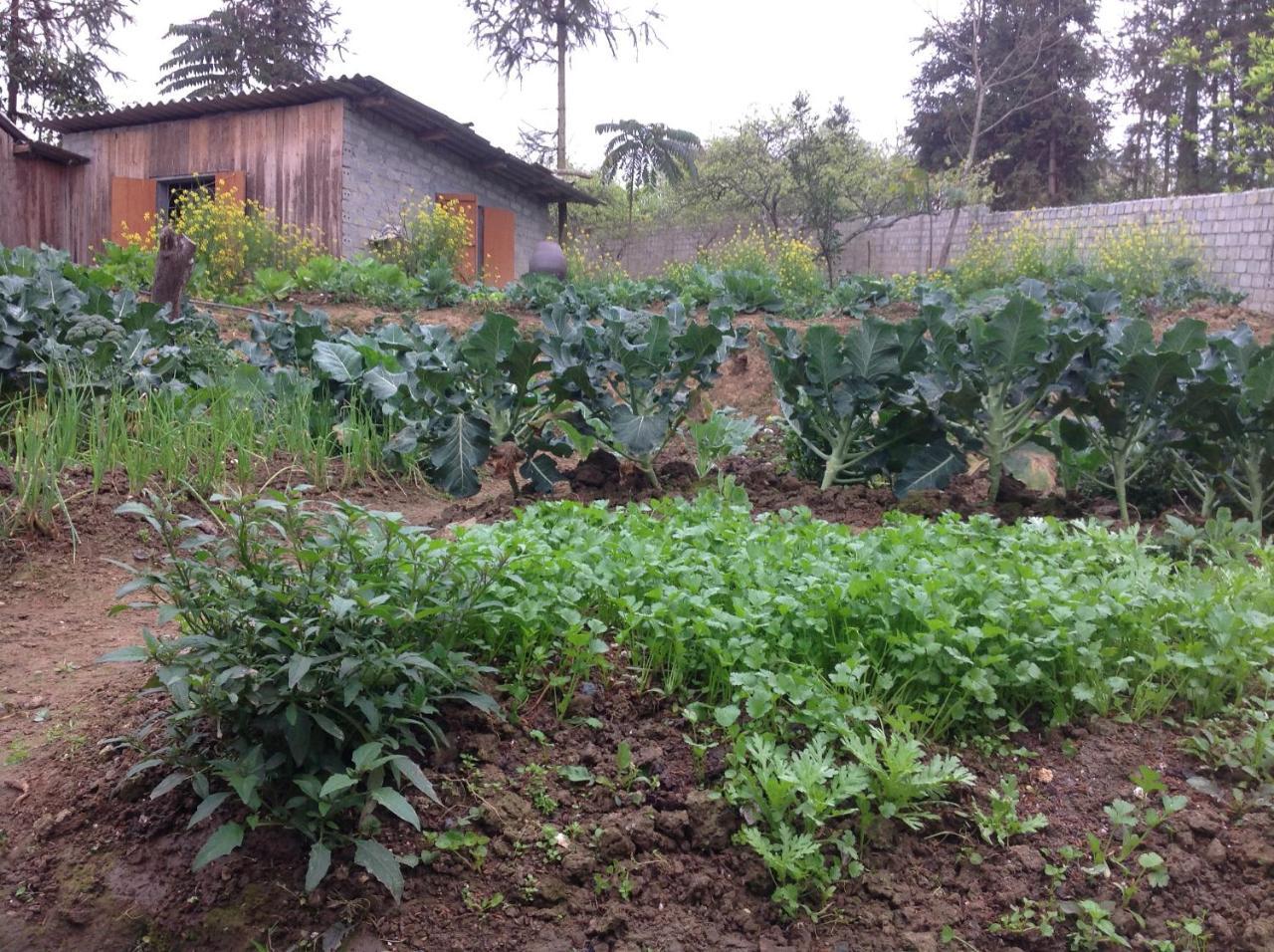 Sa House Bac Ha 아파트 외부 사진