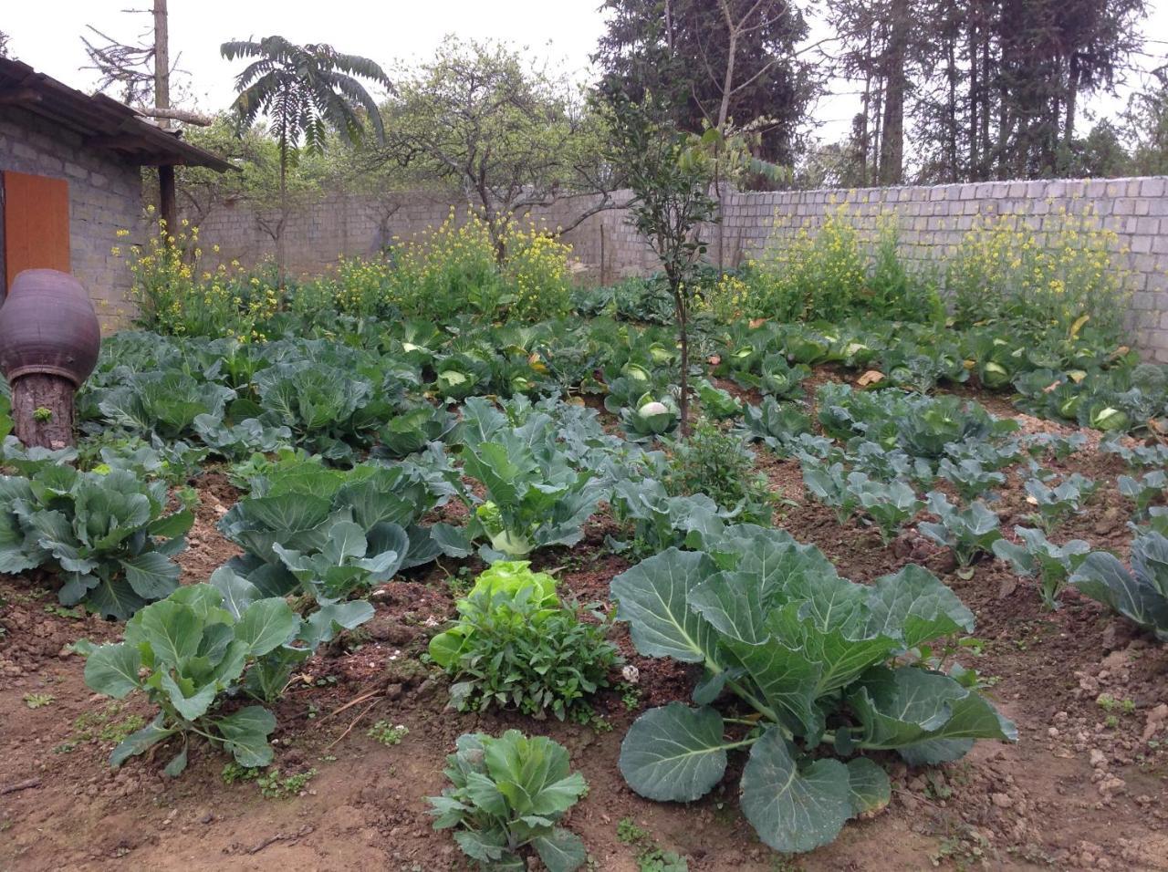 Sa House Bac Ha 아파트 외부 사진